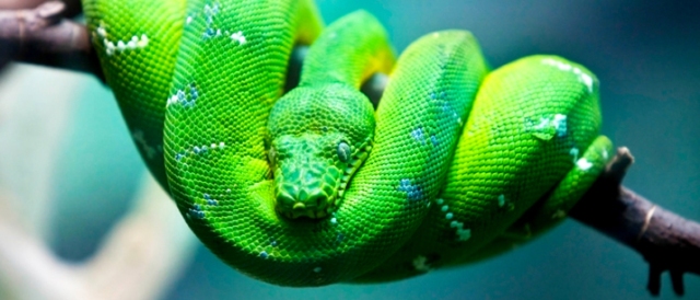 130430-green-snake1